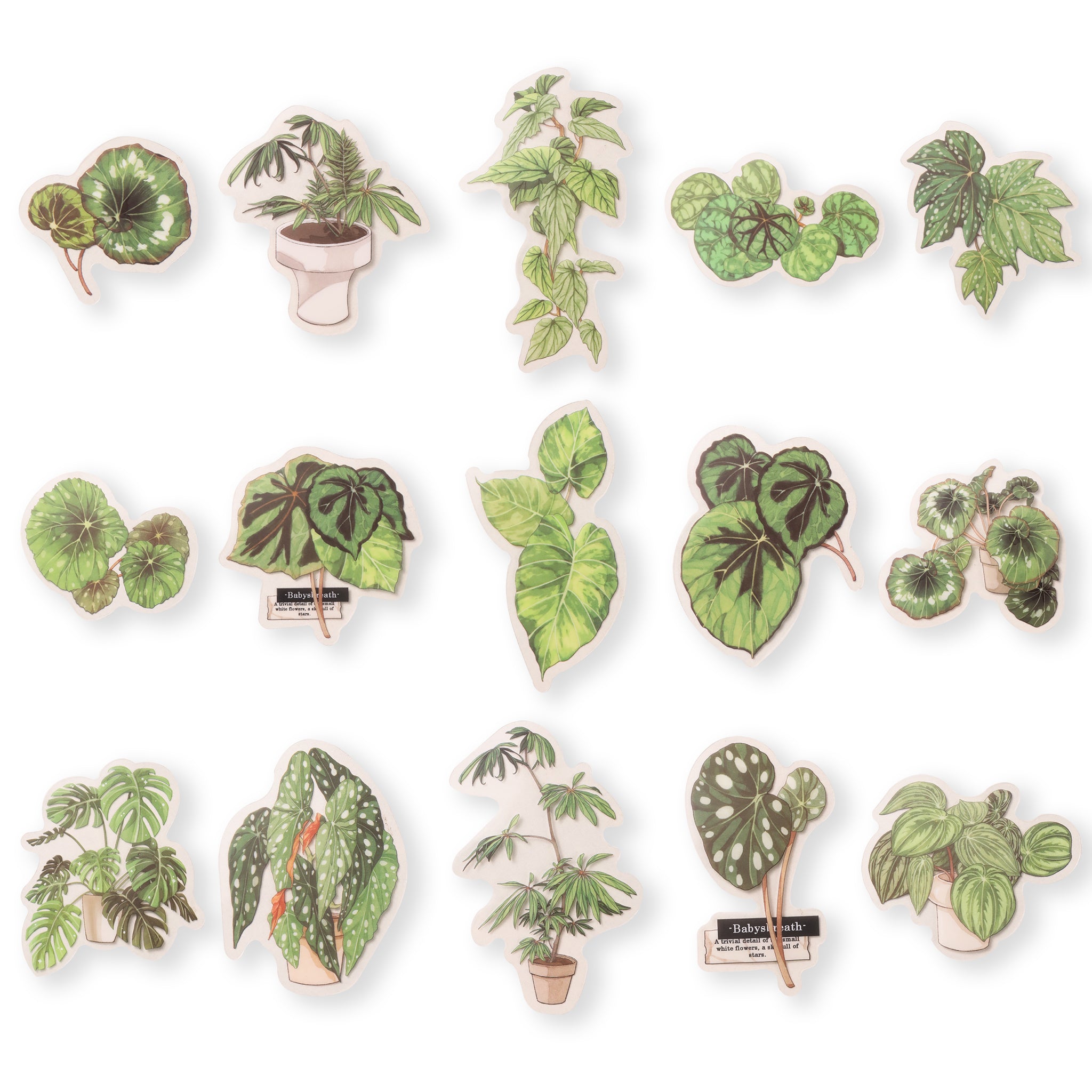 BegoniaStickers-30Pcs_1.jpg