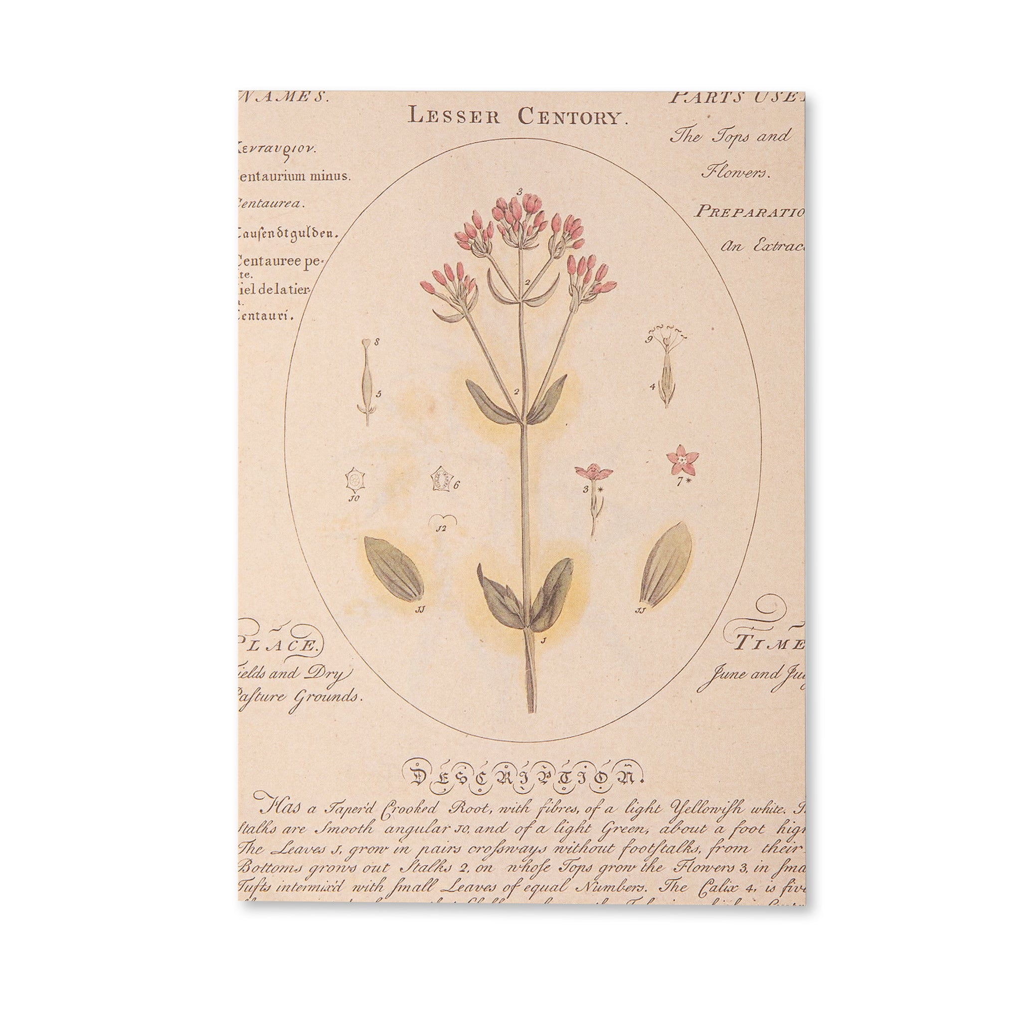 VintageScrapbookingPaperPad-Flowers_10.jpg