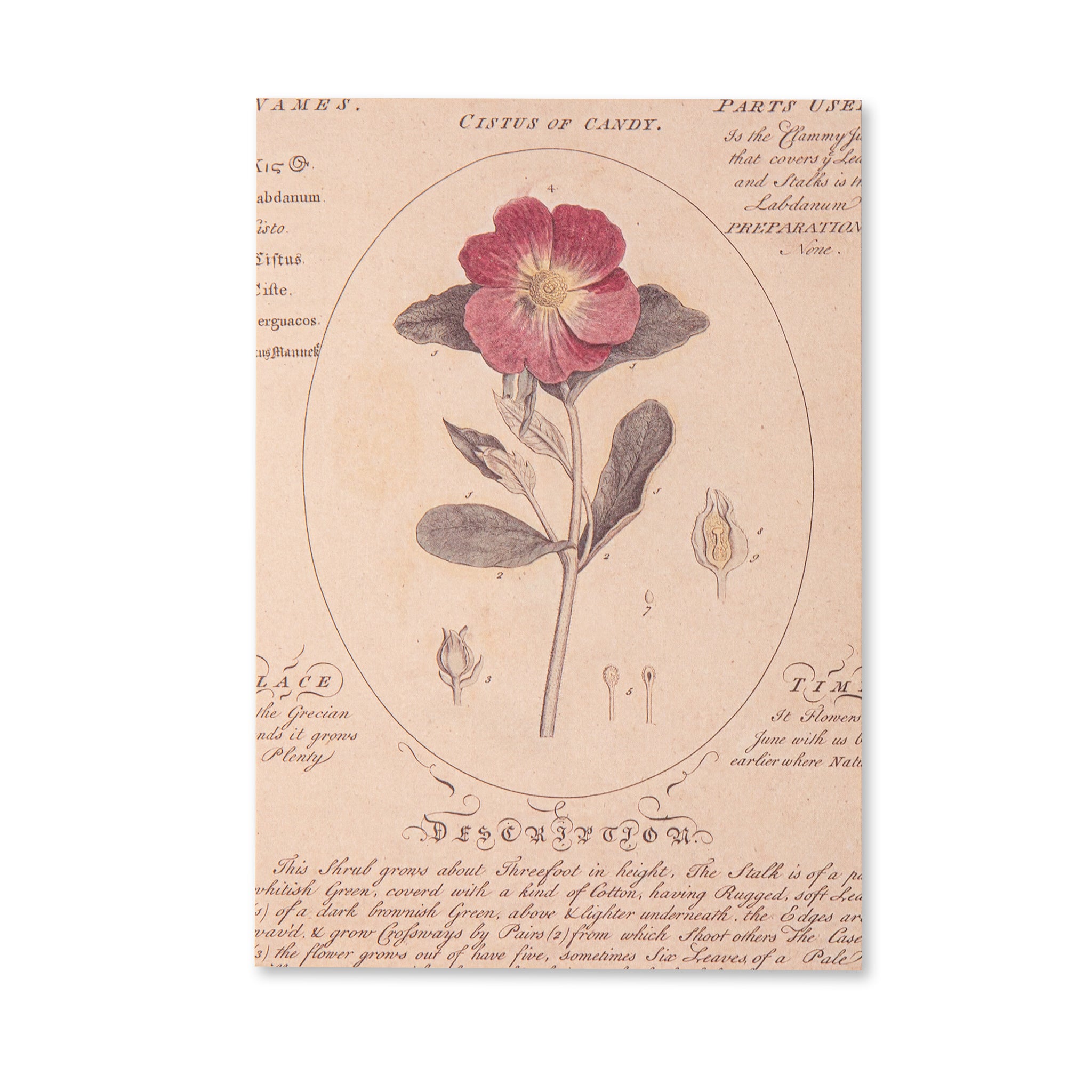 Vintage Scrapbook Paper Pad - Flowers- 30 Sheets